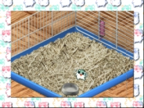 Hamster Monogatari 64  ROM